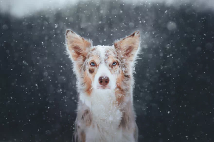 snowfall Animal dog HD Desktop Wallpaper | Background Image