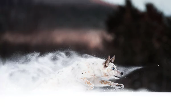 An Australian cattle dog runs swiftly through deep snow, captured in sharp 4K Ultra HD detail against a blurred natural background.