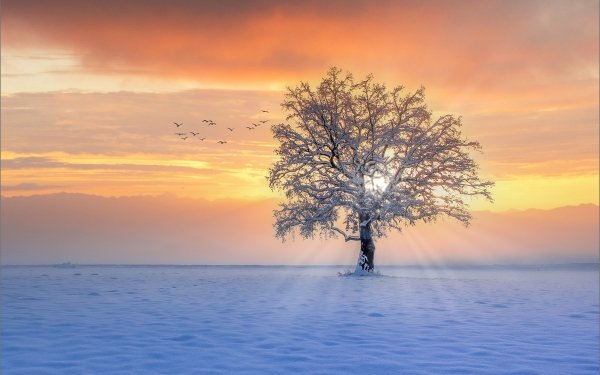 Earth Tree Trees Winter Sunbeam Sunset HD Wallpaper | Background Image