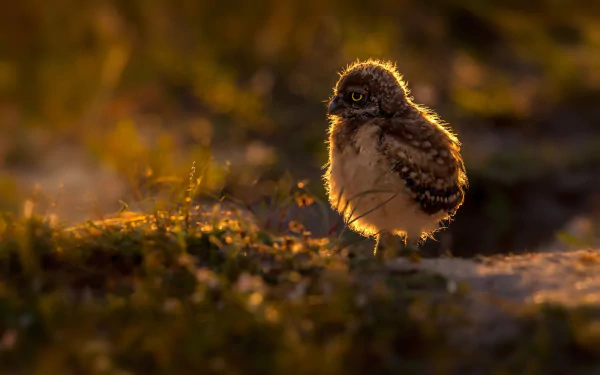 HD PC desktop wallpaper and background: a fluffy baby owlet (owl) perched on mossy ground, bathed in warm golden backlight — a tender animal portrait.