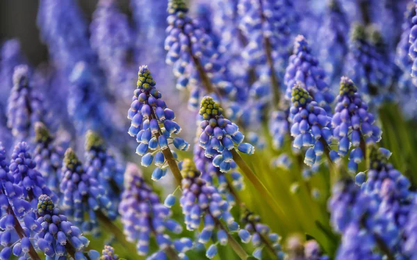 blue flower nature hyacinth HD Desktop Wallpaper | Background Image