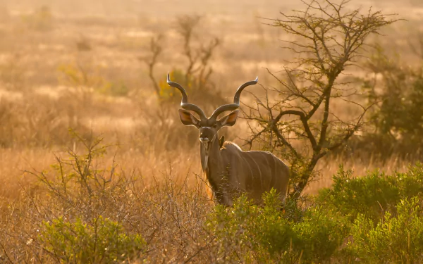 Greater kudu (kudu) animal standing in sunlit savanna brush with spiral horns — 2K Quad HD PC desktop wallpaper and background.
