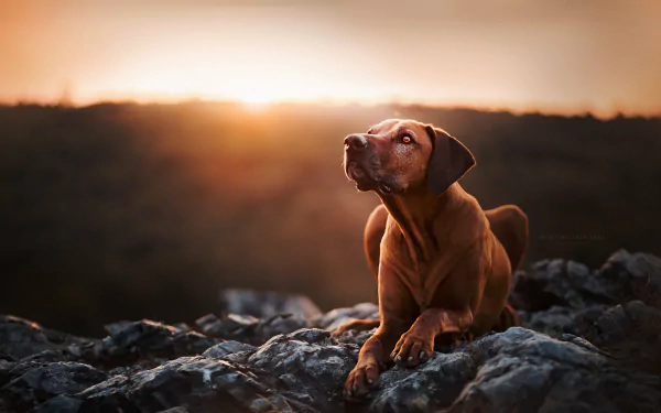 Animal Rhodesian Ridgeback HD Desktop Wallpaper | Background Image