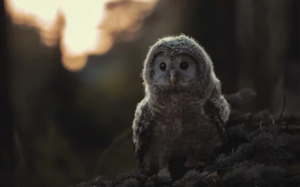 HD desktop wallpaper featuring a close-up of a baby owl, or owlet, perched quietly in a dimly lit natural setting.
