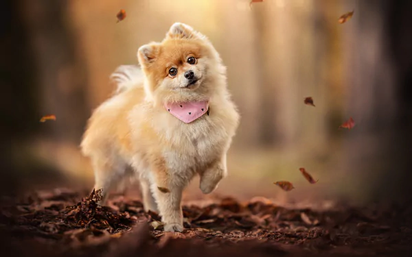 Animal spitz HD Desktop Wallpaper | Background Image