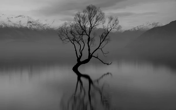 Black and white 4K Ultra HD image of a solitary tree standing in the calm waters of Lake Wanaka, New Zealand, surrounded by misty mountains and tranquil nature.