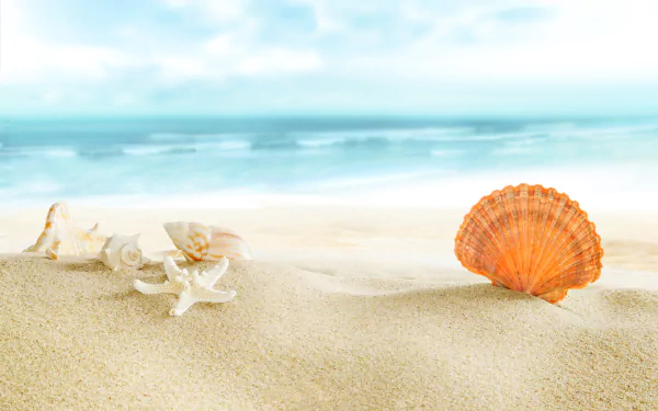 sand nature shell HD Desktop Wallpaper | Background Image