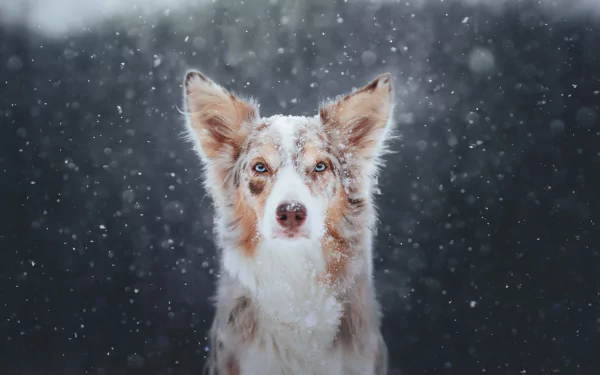 snowfall Animal dog HD Desktop Wallpaper | Background Image
