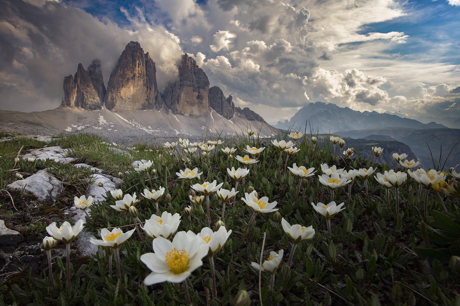 Download White Flower Dolomites Italy Nature Tre Cime Di Lavaredo HD Wallpaper