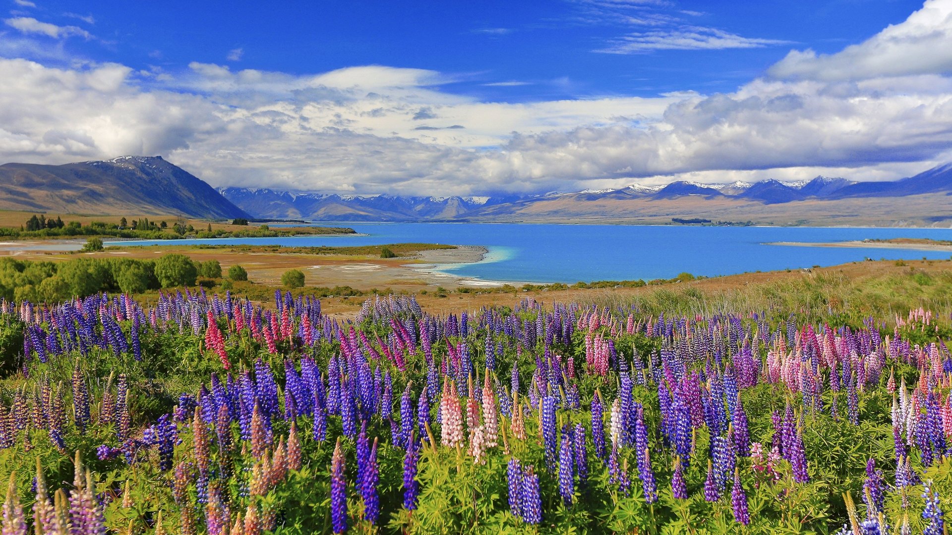 Download Lake Lupine New Zealand Flower Nature Landscape HD Wallpaper