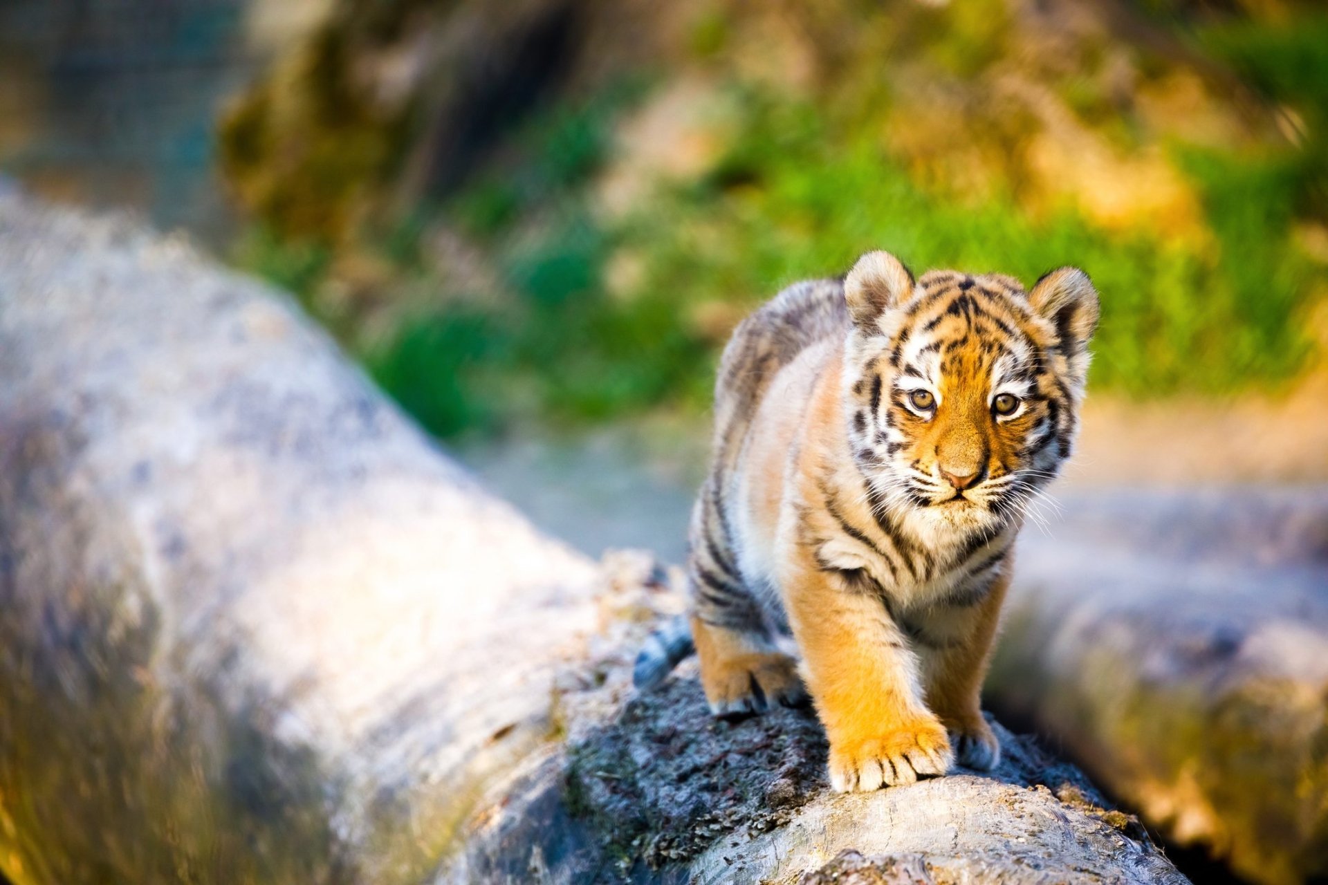 Animal Tiger HD Wallpaper