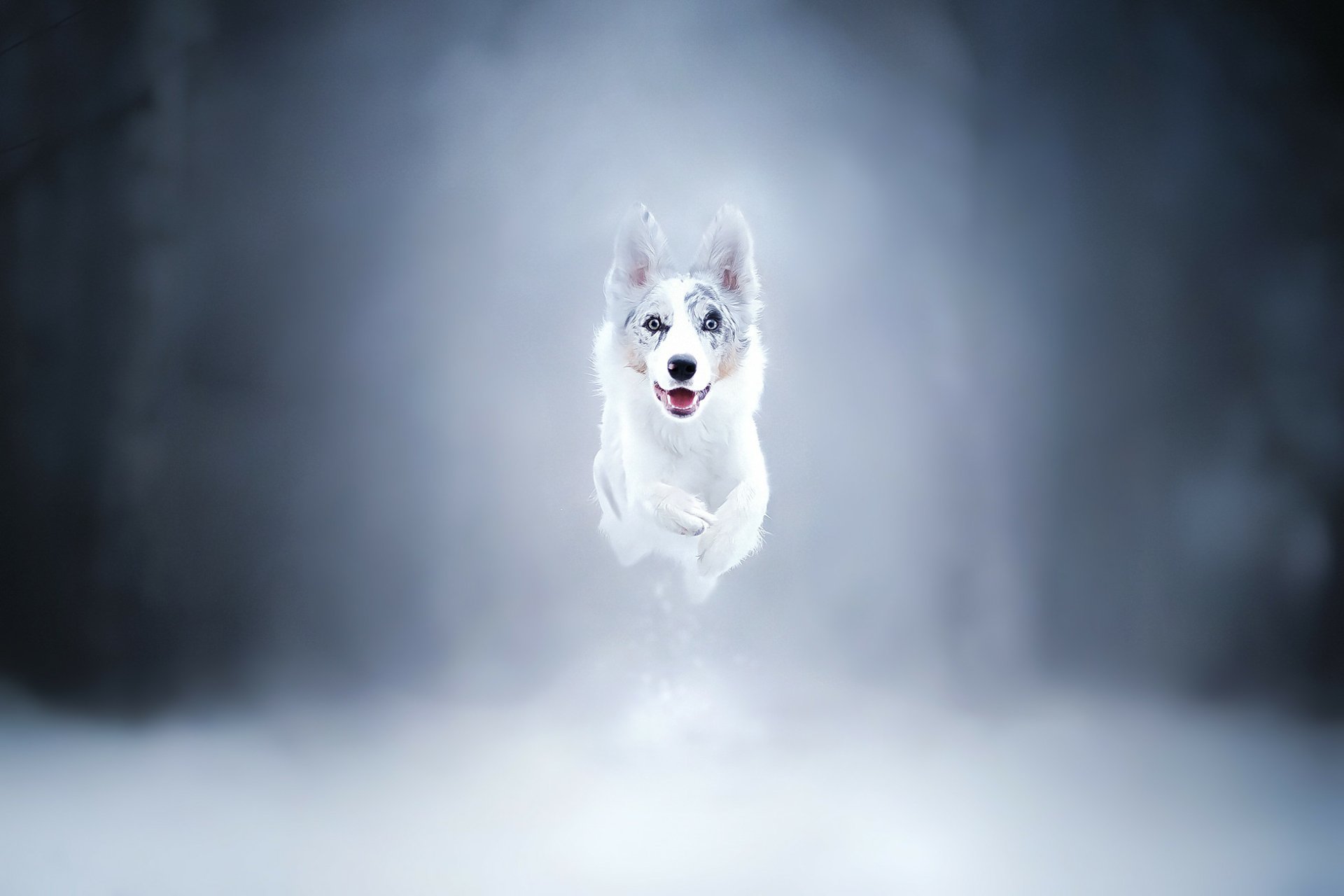 HD desktop wallpaper of a white Border Collie running through misty surroundings with a focused and energetic expression.