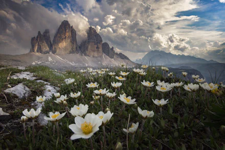 white flower Dolomites Italy nature Tre Cime di Lavaredo HD Desktop Wallpaper | Background Image