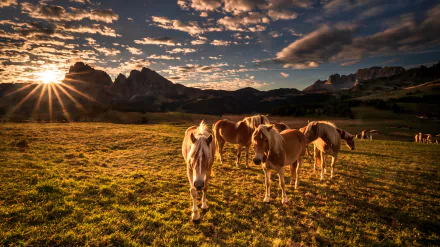 Dolomites Italy Animal horse HD Desktop Wallpaper | Background Image