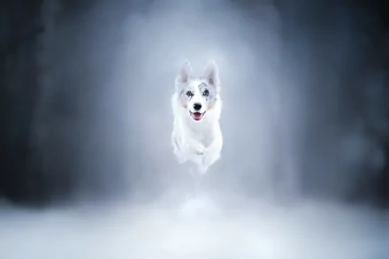 HD desktop wallpaper of a white Border Collie running through misty surroundings with a focused and energetic expression.
