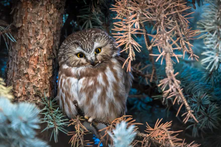 HD PC desktop wallpaper and background: a boreal owl (animal) with brown-and-white plumage and bright yellow eyes perched among pine branches against a moody blue-green backdrop.