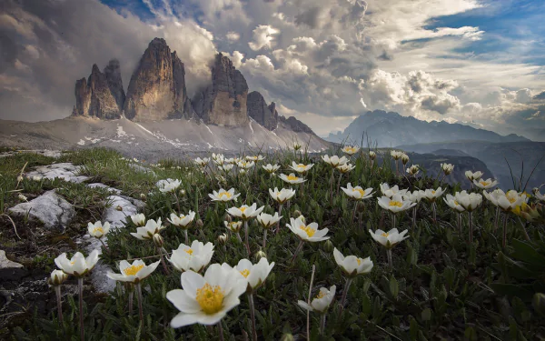 white flower Dolomites Italy nature Tre Cime di Lavaredo HD Desktop Wallpaper | Background Image