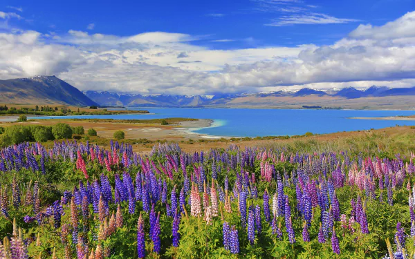 Vibrant lupine flowers bloom along the shore of a serene New Zealand lake, set against a backdrop of mountains and a partly cloudy sky in this HD desktop wallpaper.
