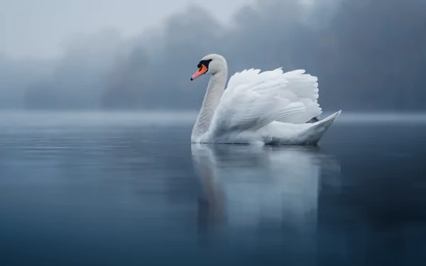 Animal mute swan HD Desktop Wallpaper | Background Image