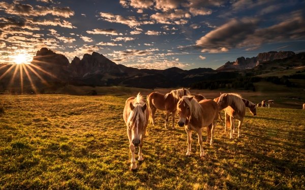 Animal Horse Italy Dolomites HD Wallpaper | Background Image