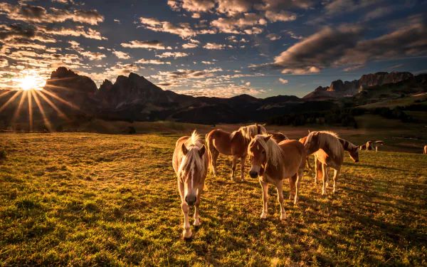 Dolomites Italy Animal horse HD Desktop Wallpaper | Background Image