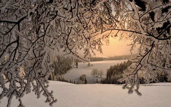 4K Ultra HD desktop wallpaper featuring a serene winter landscape with snow-covered trees framing a soft, golden sunset over a snowy field and forest in the distance.