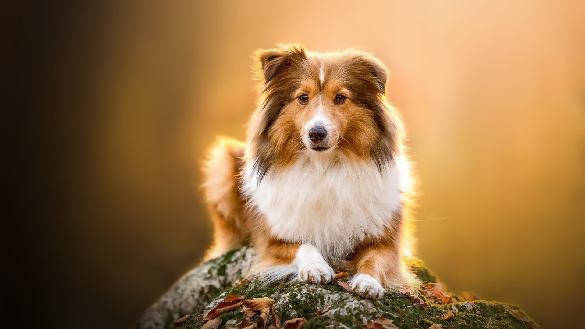 Shetland Sheepdog HD Wallpaper