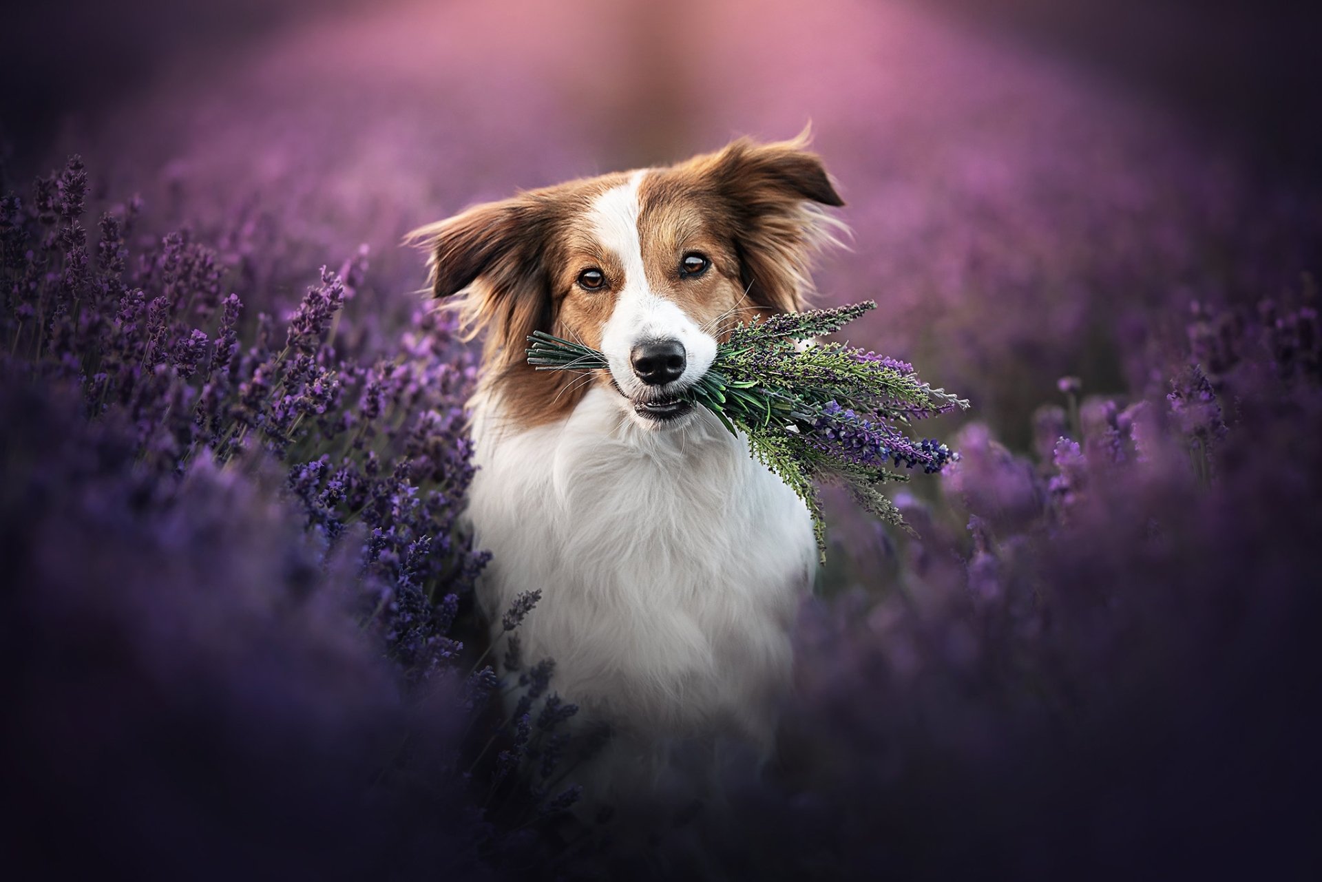 Download Lavender Flower Animal Dog HD Wallpaper | 2048x1366 ...