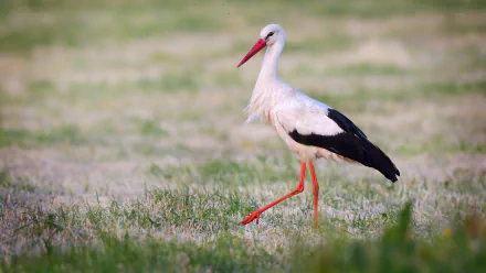 Animal stork HD Desktop Wallpaper | Background Image