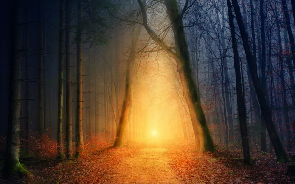 nature path HD Desktop Wallpaper | Background Image