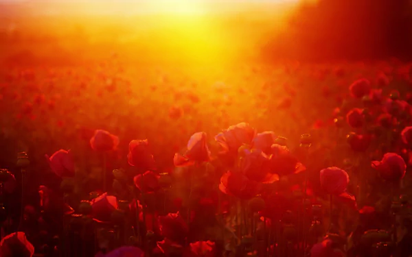 4K Ultra HD PC desktop wallpaper and background showing a sunny field of red poppy flowers glowing in warm golden light.