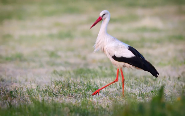 Animal stork HD Desktop Wallpaper | Background Image