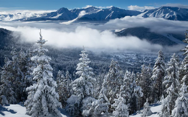 Snow-covered trees stand against a backdrop of the Austrian Alps under a clear blue sky, captured in a stunning 4K Ultra HD winter landscape.