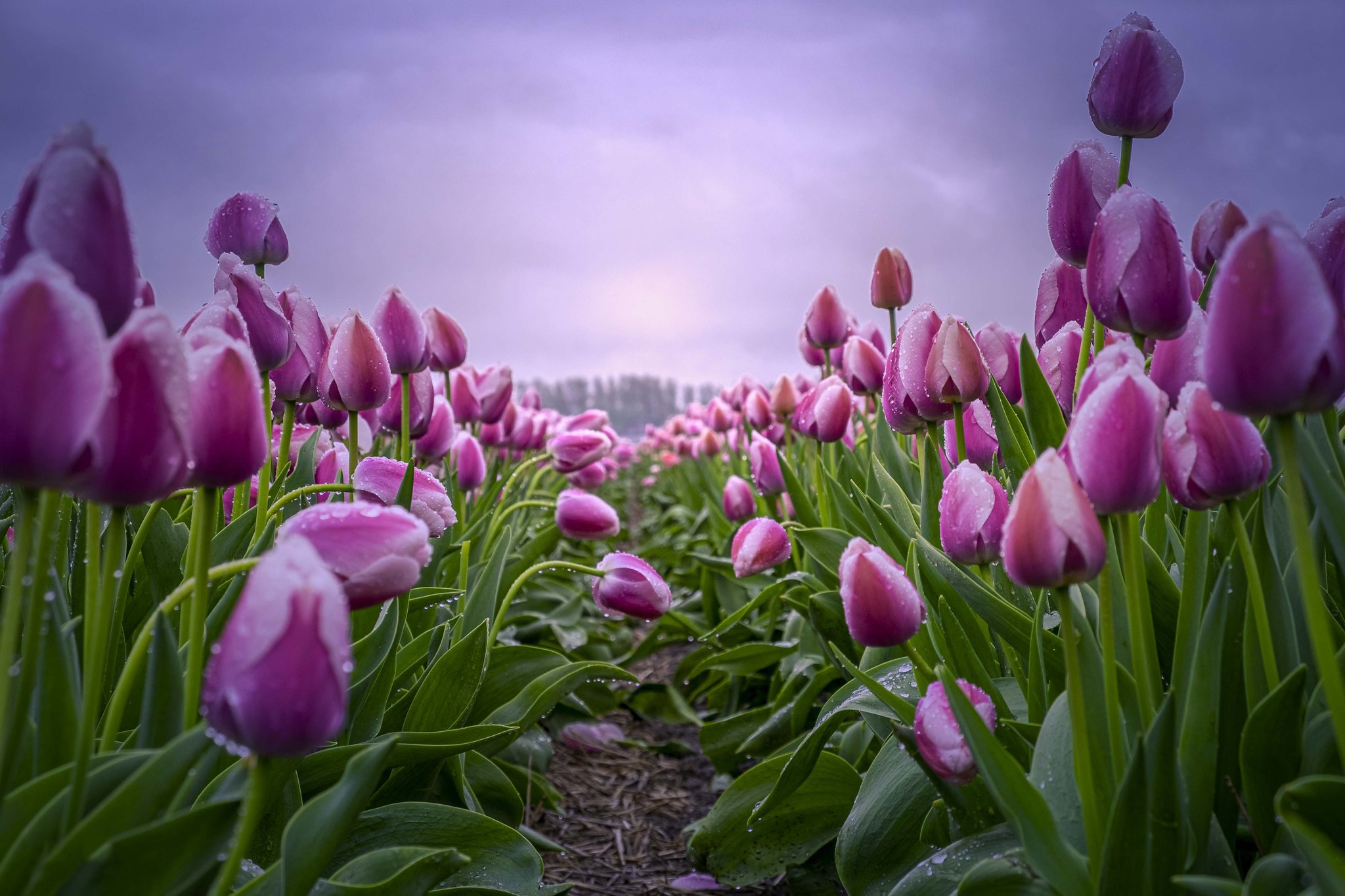 Nature Tulip HD Wallpaper | Background Image