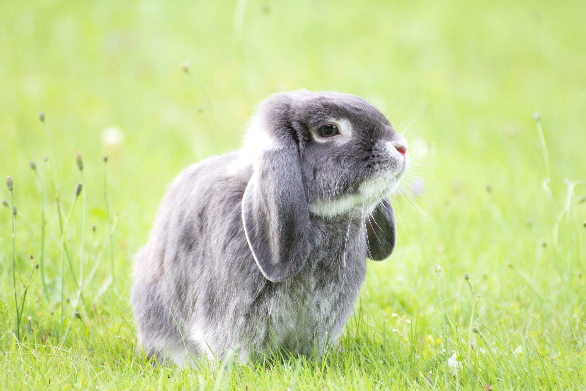 Download Animal Rabbit HD Wallpaper