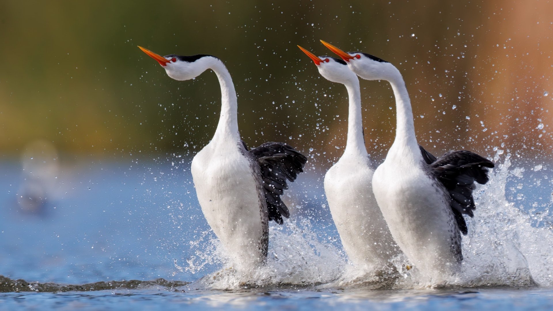 Download Western Grebe Animal Grebe HD Wallpaper