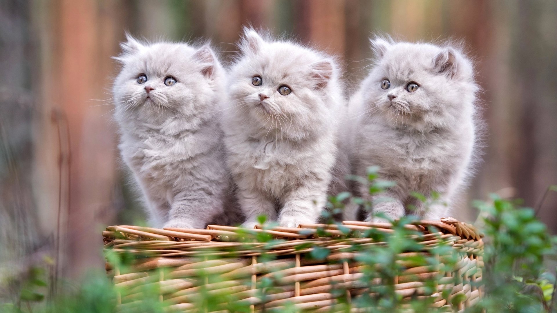 Download Baby Animal Persian Cat Kitten Animal Cat HD Wallpaper