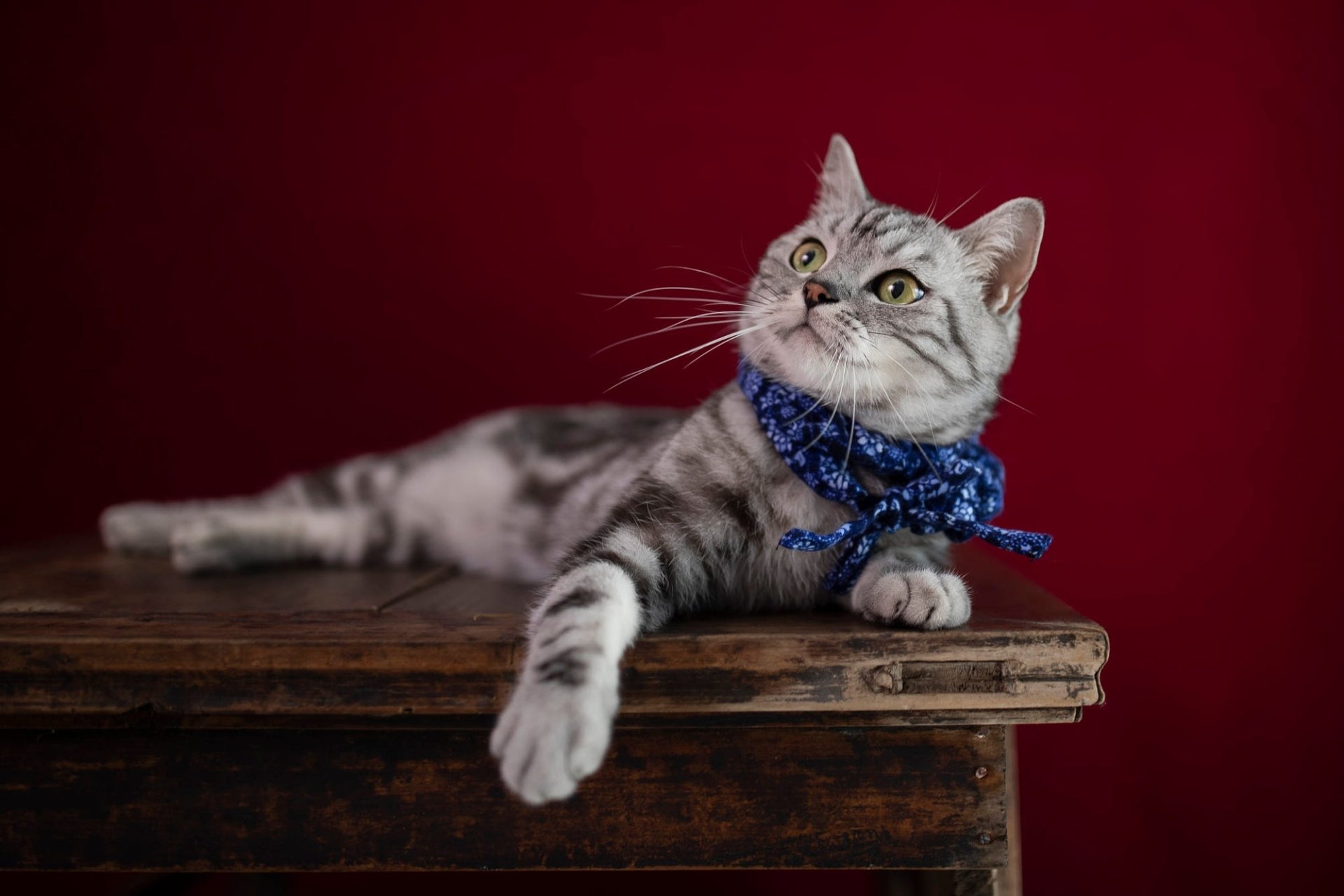 Download Tabby Cat Animal Cat HD Wallpaper