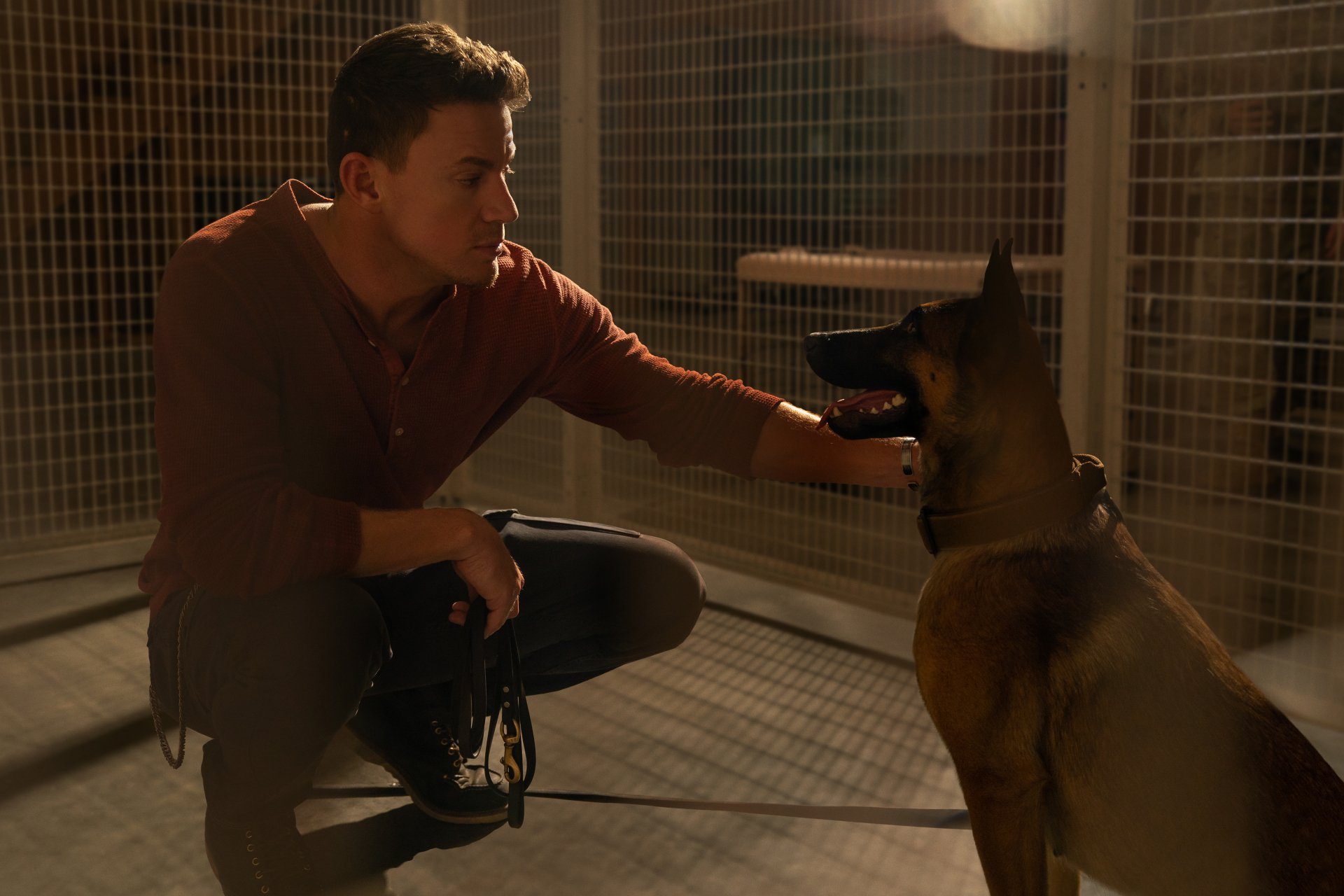 Download Channing Tatum Movie Dog 4k Ultra HD Wallpaper