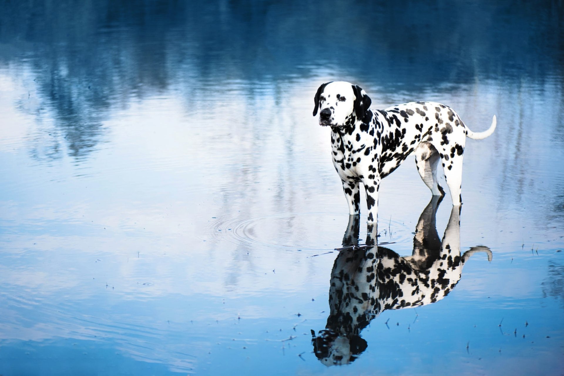 Download Reflection Animal Dalmatian HD Wallpaper