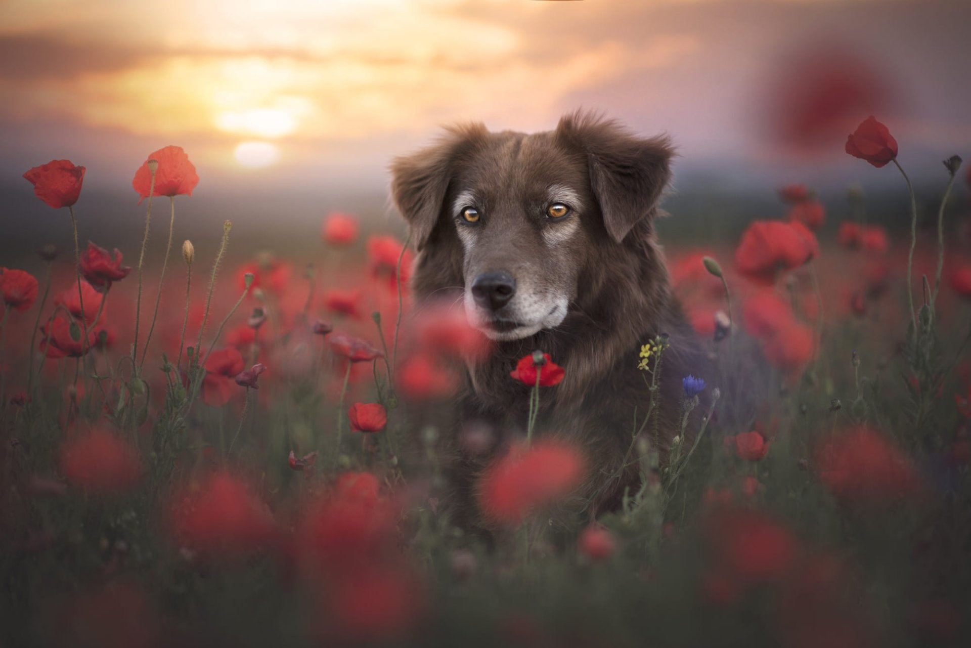 Download Animal Nova Scotia Duck Tolling Retriever HD Wallpaper