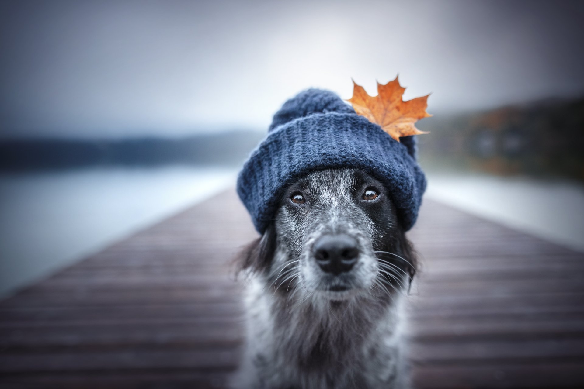 Download Hat Animal Border Collie 4k Ultra HD Wallpaper