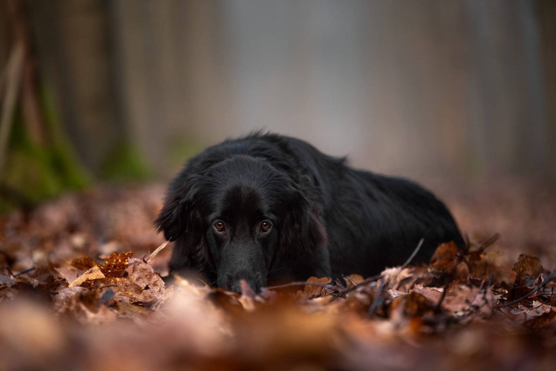 Download Animal Hovawart HD Wallpaper