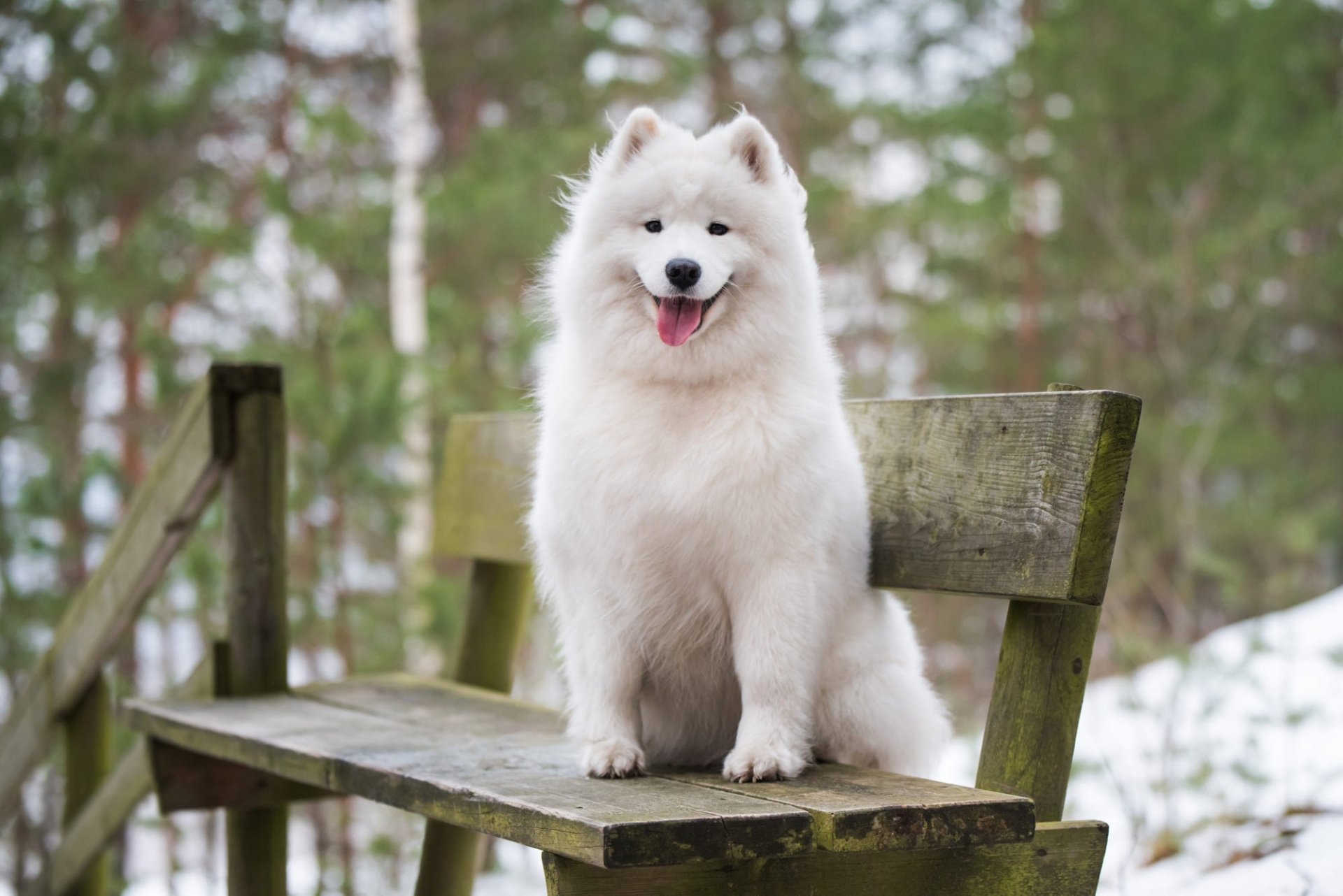 Download Animal Samoyed HD Wallpaper