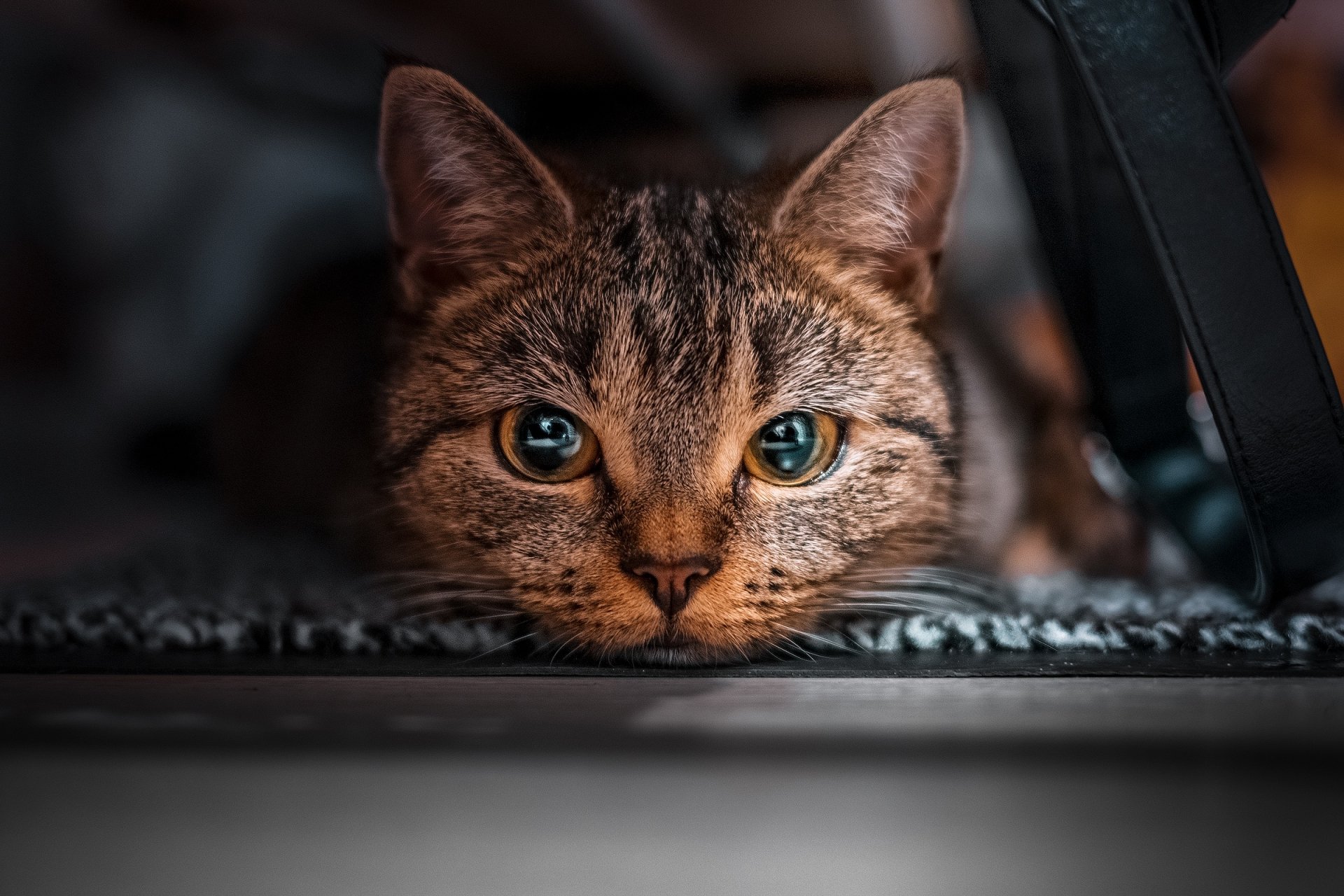 Download Stare Animal Cat HD Wallpaper | 2400x1600 | Wallpaper Abyss