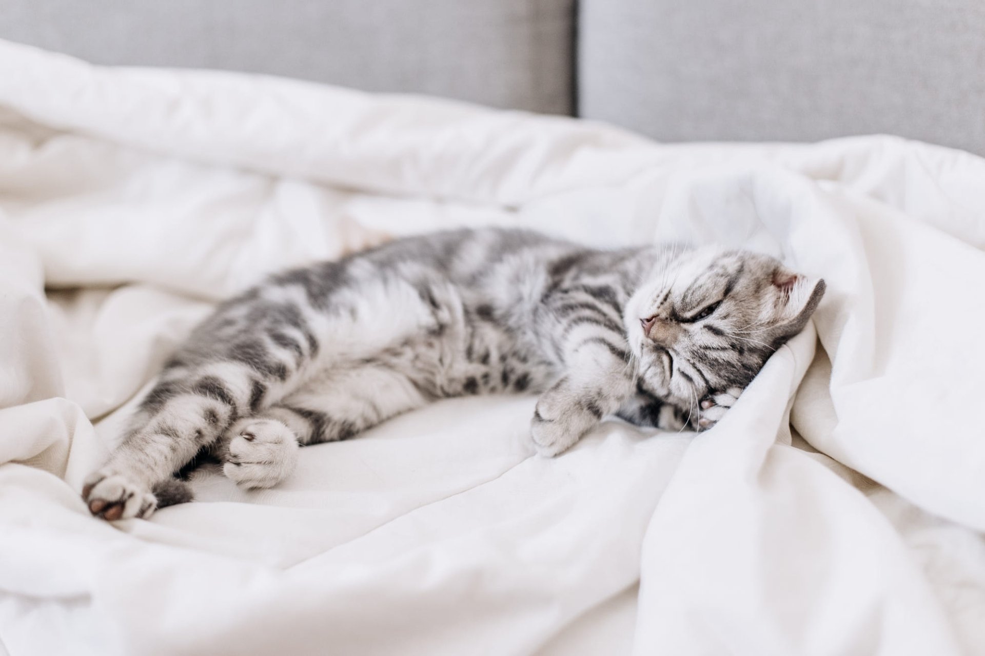 Download Sleeping Tabby Cat Animal Cat HD Wallpaper