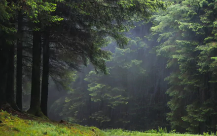 HD PC desktop wallpaper showcasing a serene forest with tall trees and soft sunlight filtering through dense foliage, highlighting the natural beauty of the woodland.