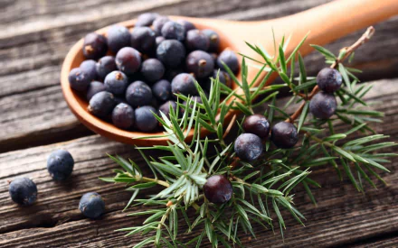  Juniper Berries