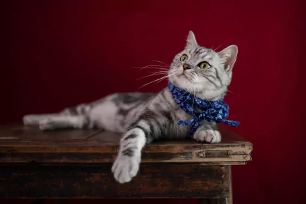 tabby cat Animal cat HD Desktop Wallpaper | Background Image