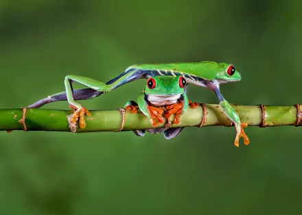 amphibian Animal red-eyed tree frog HD Desktop Wallpaper | Background Image